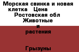 Морская свинка и новая клетка › Цена ­ 2 000 - Ростовская обл. Животные и растения » Грызуны и Рептилии   